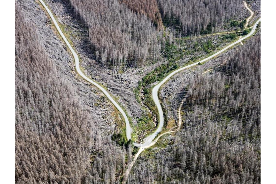 Studie zu Aufforstung gegen Klimawandel angezweifelt Blick auf den Nationalpark Harz mit teilweise abgestorbenen Fichten. Foto: Swen Pförtner/dpa