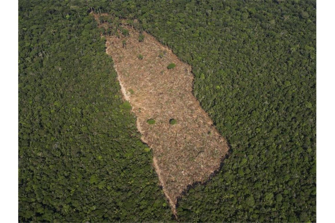 Blick auf ein abgeholztes Waldstück in der Mitte eines Waldgebietes im Amazonasgebiet. Foto: Victor R. Caivano/AP/dpa