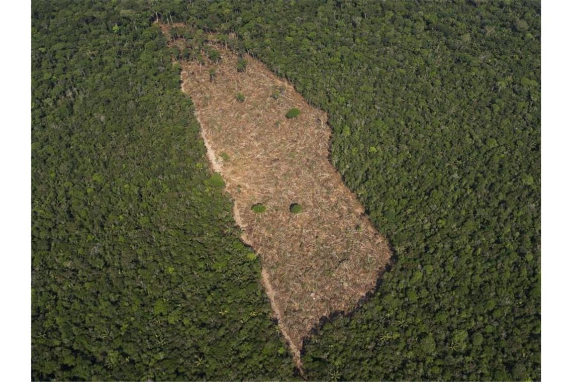 Zerstörung des Amazonas 2020 noch schlimmer? Blick auf ein abgeholztes Waldstück in der Mitte eines Waldgebietes im Amazonasgebiet. Foto: Victor R. Caivano/AP/dpa