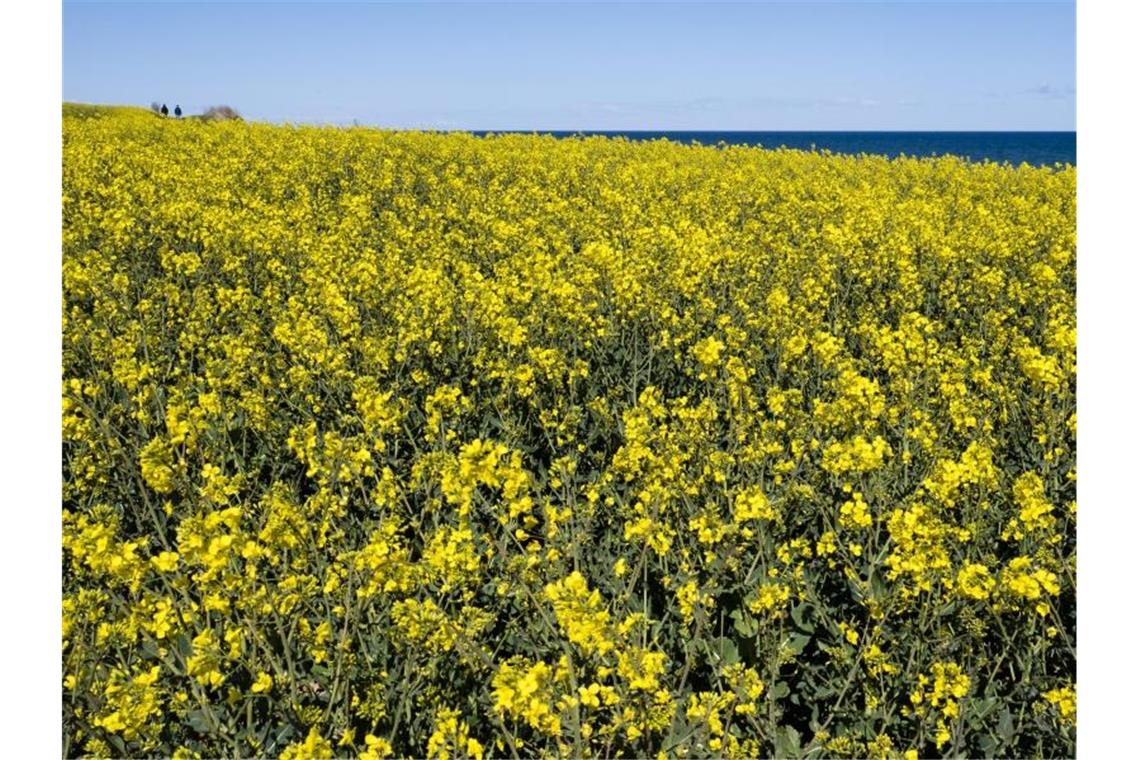 Sonniges und trockenes Pfingsten im Südwesten erwartet Blick auf ein Rapsfeld. Foto: Frank Molter/dpa/Archivbild