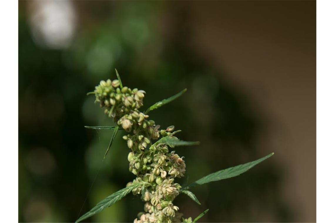 Blick auf eine Cannabis-Pflanze. Foto: picture alliance / dpa/Symbolbild