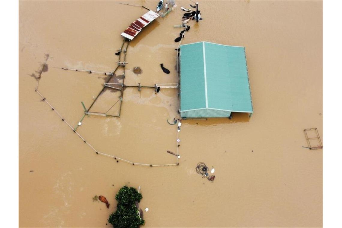 Blick auf eine überschwemmte Farm in Wingham, von der nur noch Umrisse erkennbar sind und im Wasser stehende Tiere. Foto: Billy Callaghan/SUPPLIED/dpa