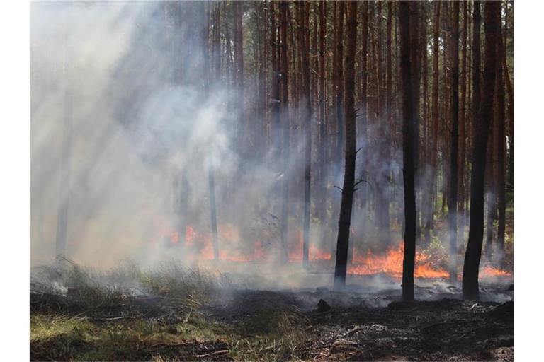 Blick auf einen Waldbodenbrand an der A10 in der Nähe der Anschlussstelle Wolfslake. Foto: Christian Pörschmann