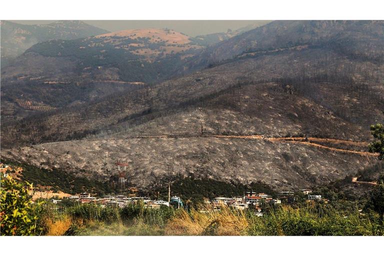 Blick auf verkohlte Bäume und verbranntes Land nach einem Waldbrand.
