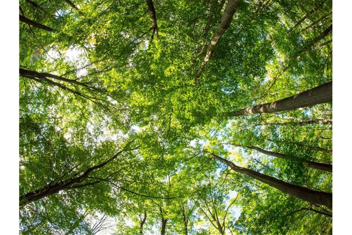 Grüne fordern „ökologische Waldwende“ Blick in die Baumwipfel in einem Laubwald in Brandenburg. Foto: Patrick Pleul