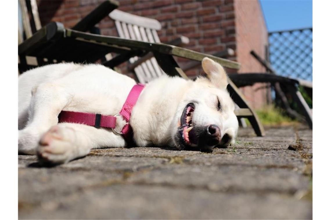 Hitze in Deutschland bringt möglicherweise Temperaturrekord Bloß nicht bewegen: Ein Hund liegt bei sommerlichen Temperaturen erschöpft auf den Steinen einer Terrasse. Foto: Martin Gerten
