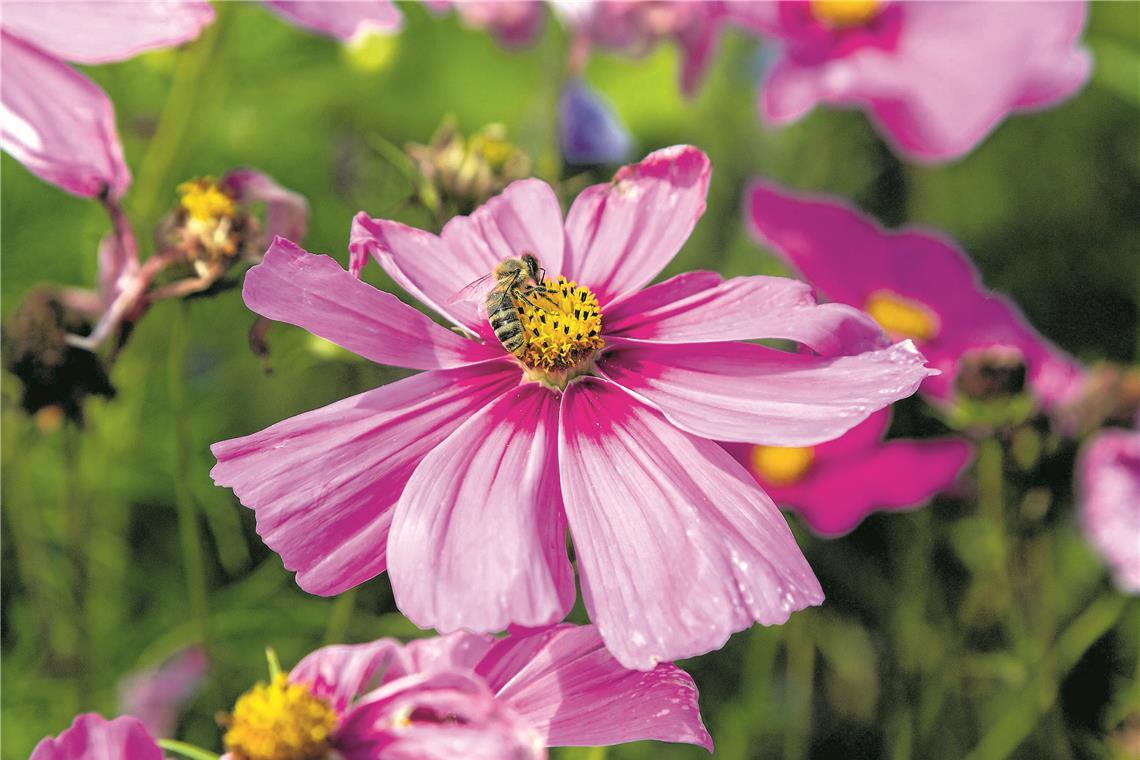 -Bl-hender-Naturpark-in-Backnang-w-chst-weiter