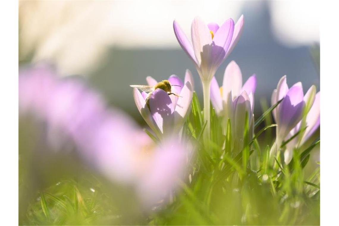 Fünf Dinge, die wir am Winter nicht vermissen werden Blühende Krokusse am Elbufer in Dresden. Foto: Sebastian Kahnert/dpa-Zentralbild/dpa