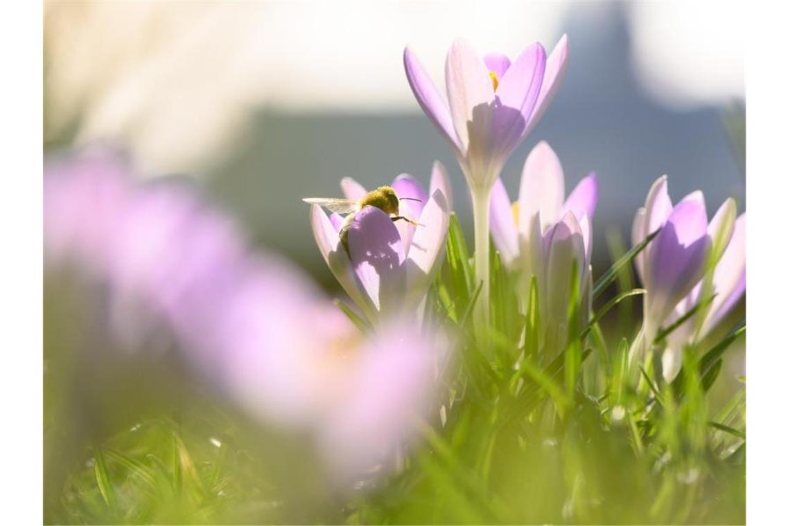 Blühende Krokusse am Elbufer in Dresden. Foto: Sebastian Kahnert/dpa-Zentralbild/dpa