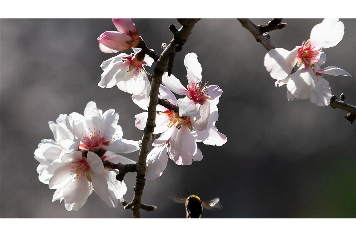 Blühende Mandelbäume stehen auf dem Land bei Bunyola auf Mallorca.