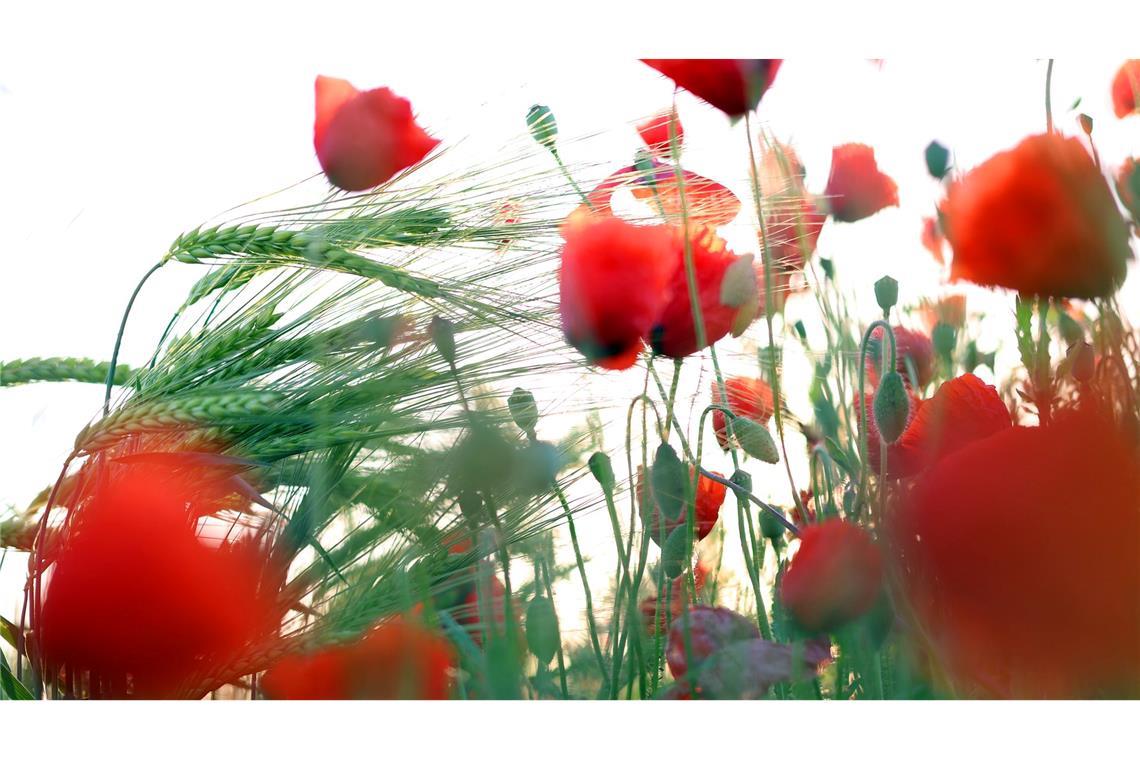 Bilder des Tages Blühender Mohn zum Sonnenaufgang in Bayern
