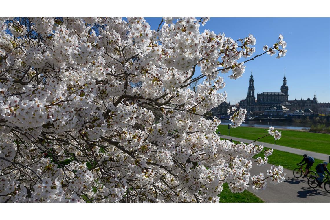 Bilder des Tages Blühendes Dresden.