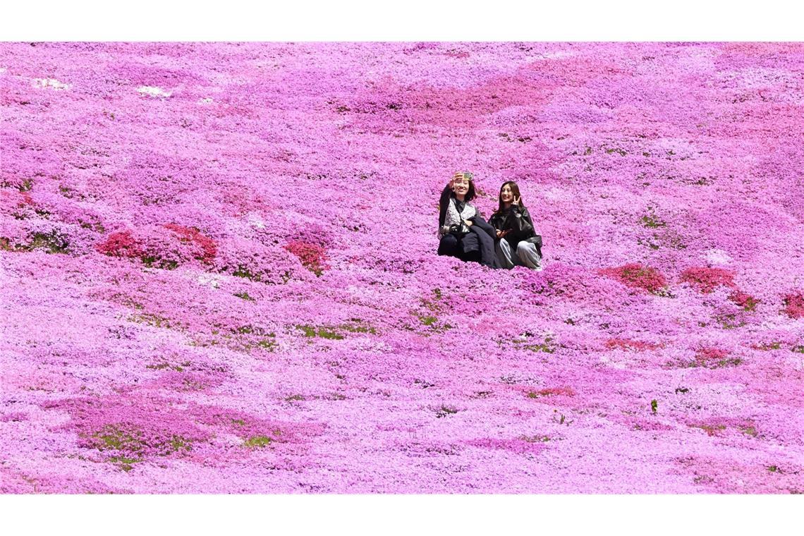 Bilder des Tages Blütenmeer in Hokkaido: Shibazakura verzaubert Higashimokoto Park