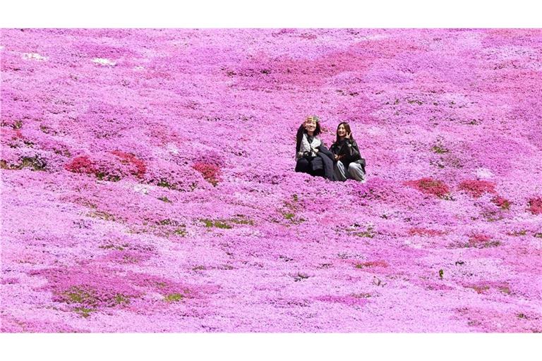 Blütenmeer in Hokkaido: Shibazakura verzaubert Higashimokoto Park