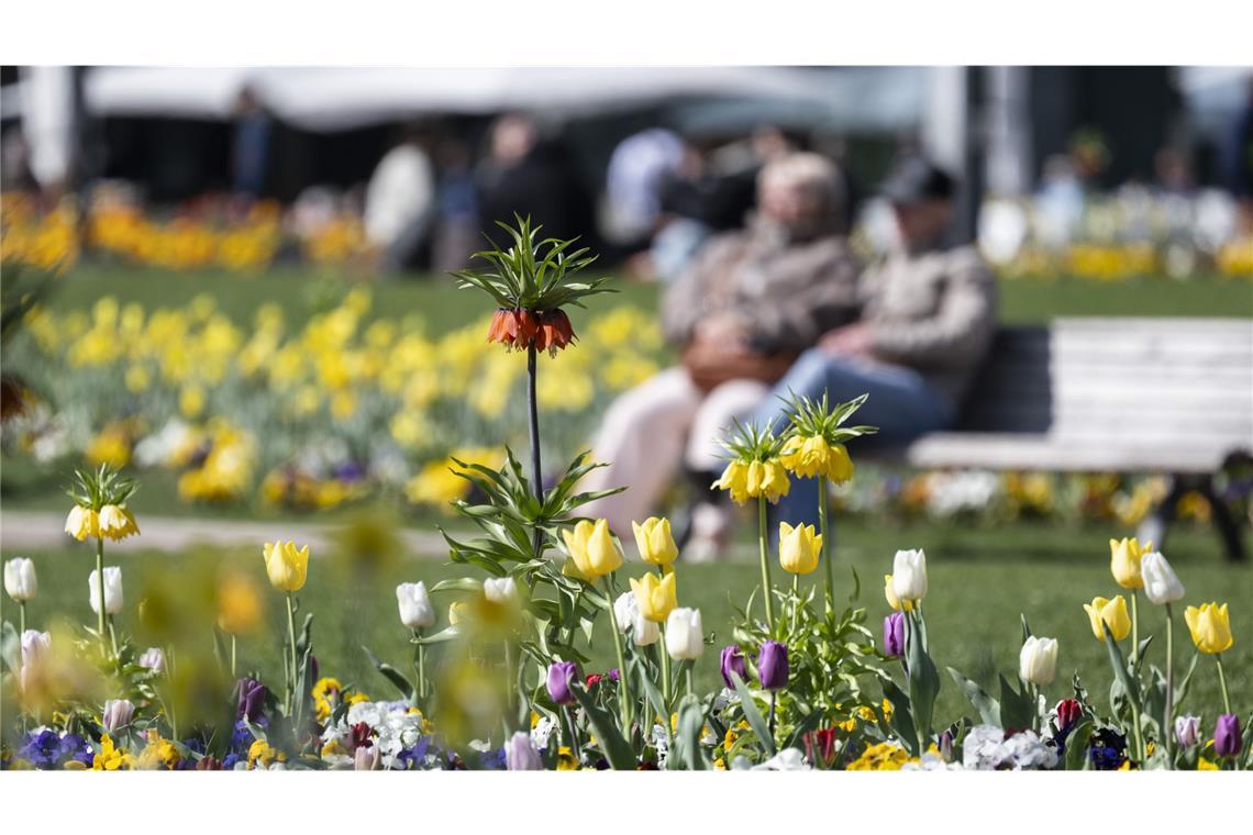 Sonne bis Samstag – dann kommt der Regen Blumen blühen bei sonnigem Wetter in einem Beet in der Stuttgarter Innenstadt.