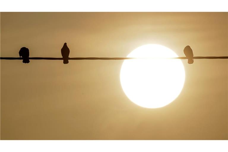 Bodennahe Winde haben den Staub in Afrika aufgewirbelt, dann wird der nach Europa transportiert.