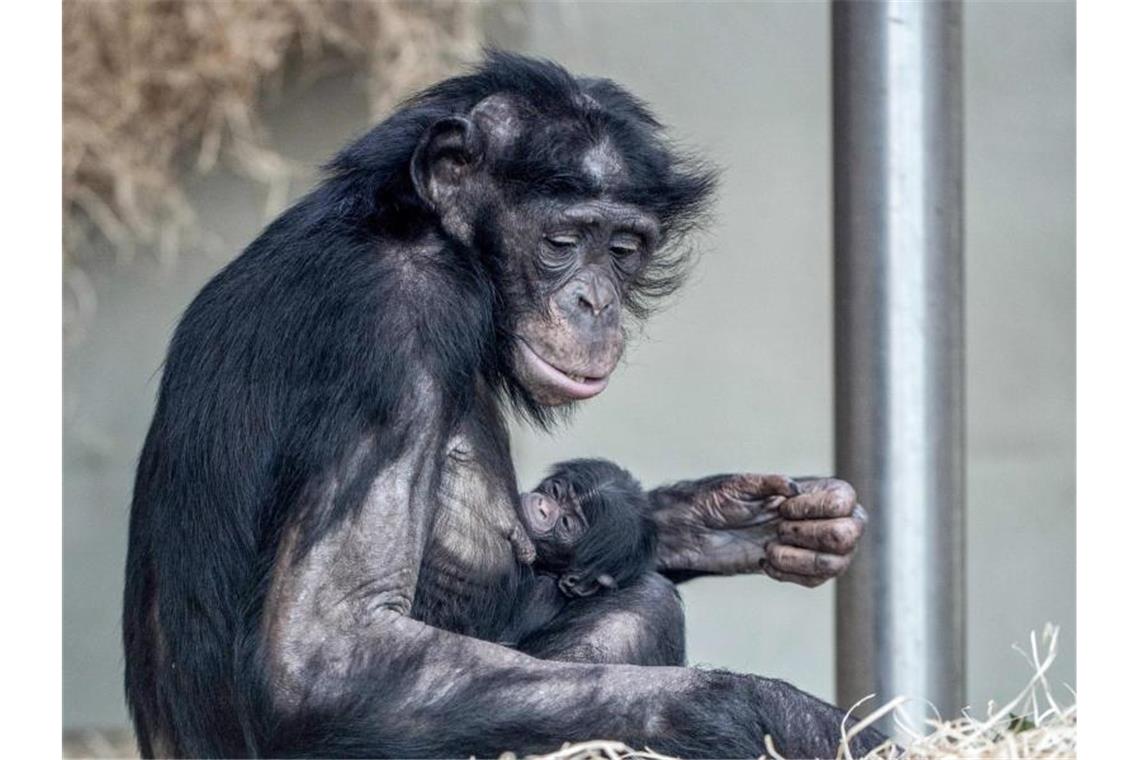 Zwei junge und zwei tote Menschenaffen in der Wilhelma Bonobo-Weibchen „Banbo“ mit ihrem Nachwuchs. Foto: Wolfgang Mehnert/Wilhelma Stuttgart/dpa