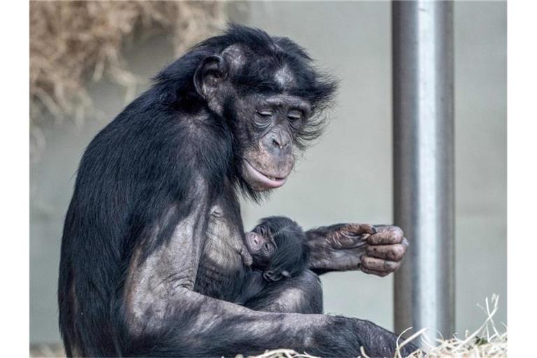 Bonobo-Weibchen „Banbo“ mit ihrem Nachwuchs. Foto: Wolfgang Mehnert/Wilhelma Stuttgart/dpa
