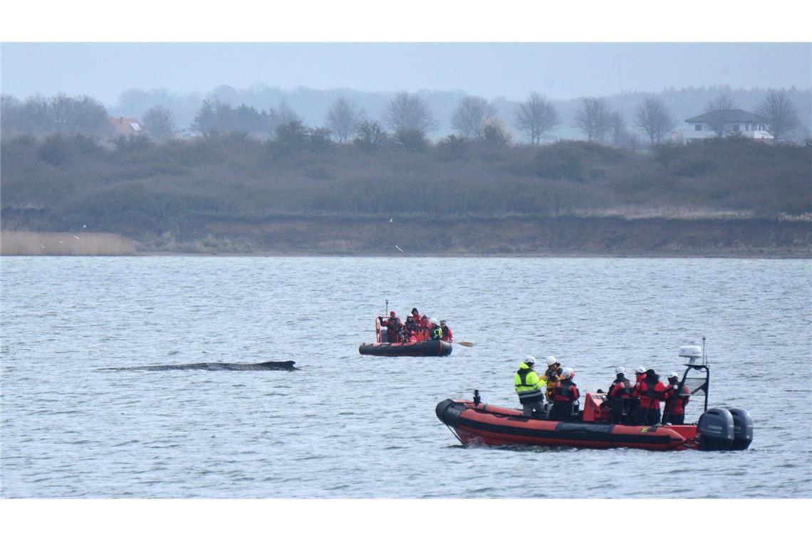 Boote von Greenpeace fahren an einem in der Ostsee liegenden Wal entlang.