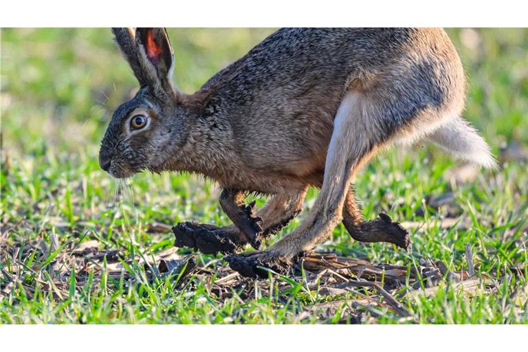 Brandenburg: ein Feldhase hoppelt am frühen Morgen über einen Acker.