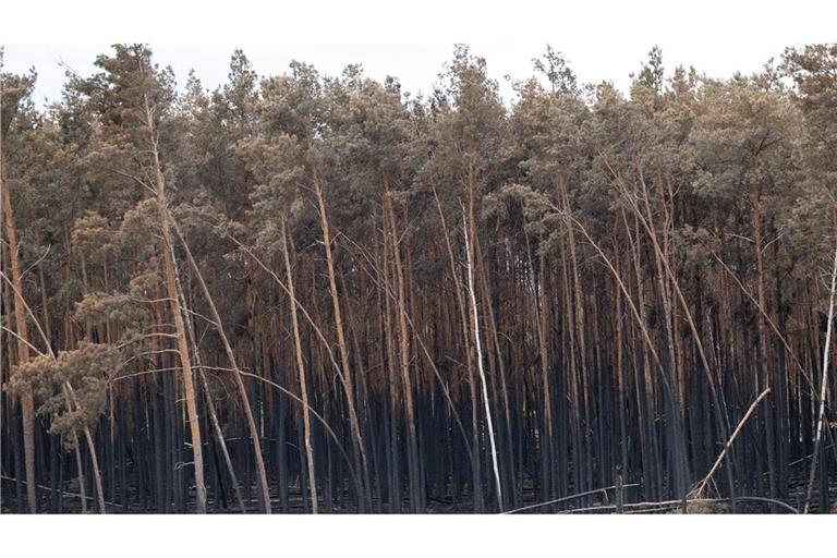 Brandschäden des Waldbrandes in der Gohrischheide.