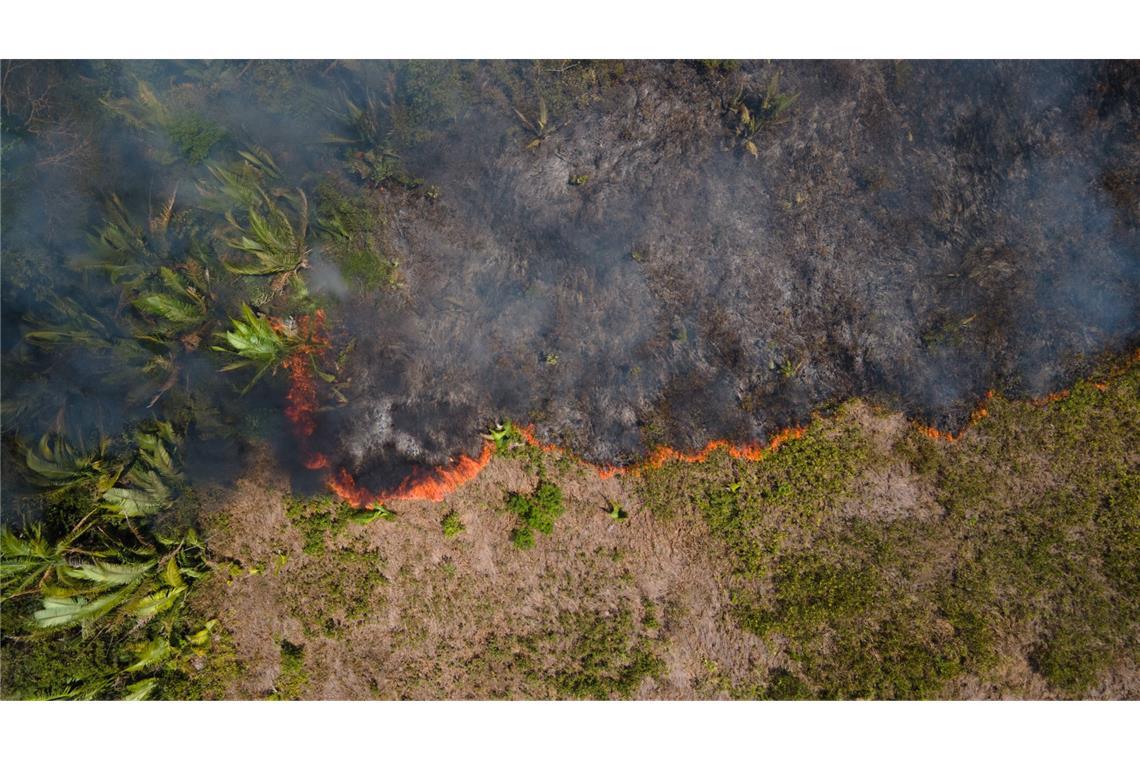 Waldzerstörung schreitet immer schneller voran Brasilien, Porto Velho: Flammen breiten sich in einem Amazonas-Gebiet aus.