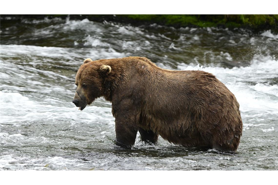 Massiger Sieger: Braunbär "Chunk" gewinnt "Fat Bear"-Wahl Braunbär 32 "Chunk" ist im Juli noch deutlich schlanker. (Handout)