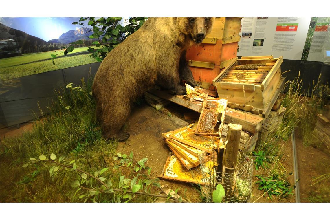 Bären im Trentino: Erst geholt, dann geschossen Braunbär Bruno bleibt der Nachwelt ausgestopft als Honigdieb erhalten. (Archivfoto)