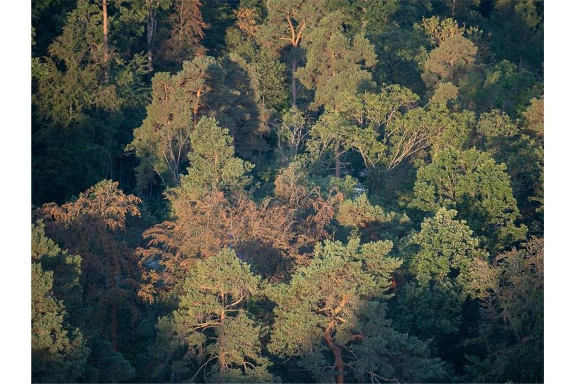 DWD: Sommer in Baden-Württemberg zu warm und zu trocken Braune, trockene Bäume stehen in einem Waldstück des Schönbuchs. Foto: Sebastian Gollnow/dpa/Archivbild