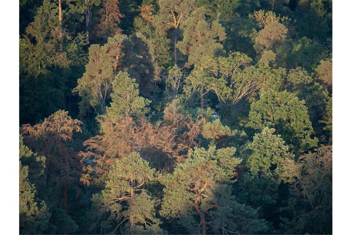 Braune, trockene Bäume stehen in einem Waldstück des Schönbuchs. Der Wald leidet unter der anhaltenden Trockenheit. Foto: Sebastian Gollnow/dpa/Archiv