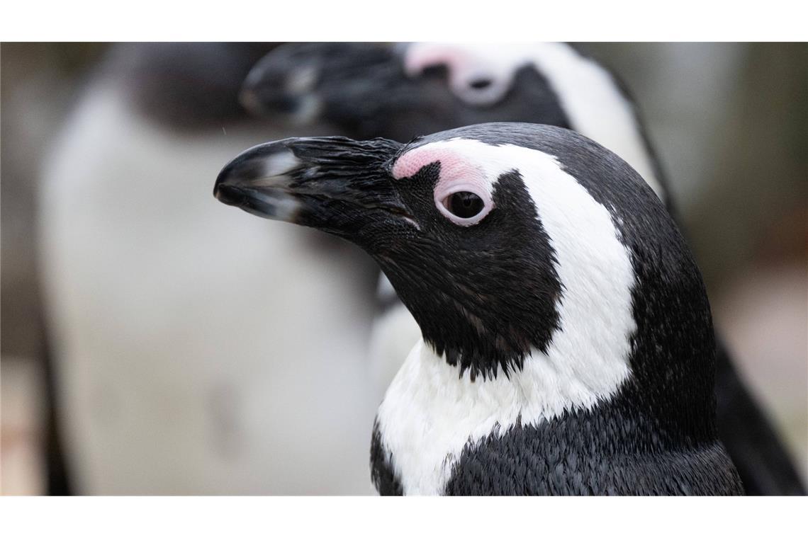 Brillenpinguin (Spheniscus demersus)