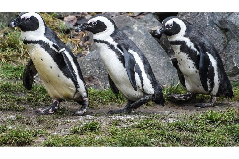 Brillenpinguine im Tierpark Berlin