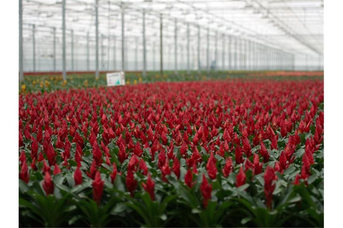 Teure Tulpen und Tomaten: Holländische Züchter unter Druck Bromelien blühen im niederländischen De Kwakel in einem Gewächshaus. Foto: picture alliance / dpa