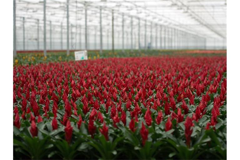 Bromelien blühen im niederländischen De Kwakel in einem Gewächshaus. Foto: picture alliance / dpa