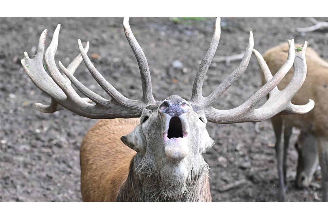 Brunftschrei im Wildparadies Tripsdrill: Hirsch macht auf sich aufmerksam
