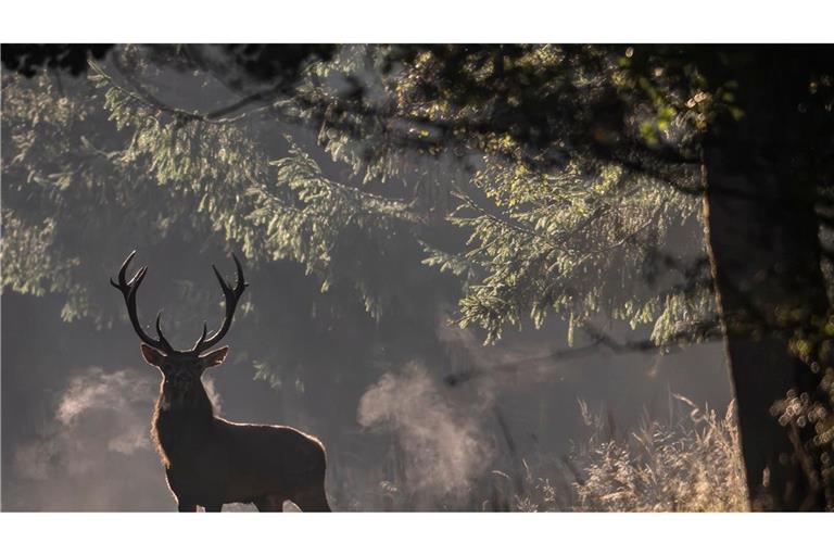 Brunftzeit in Hessen: Hirsch taucht mystisch im Morgennebel auf