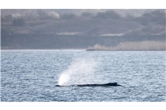 Buckelwal „Timmy“ ist zu einem Medienereignis geworden.