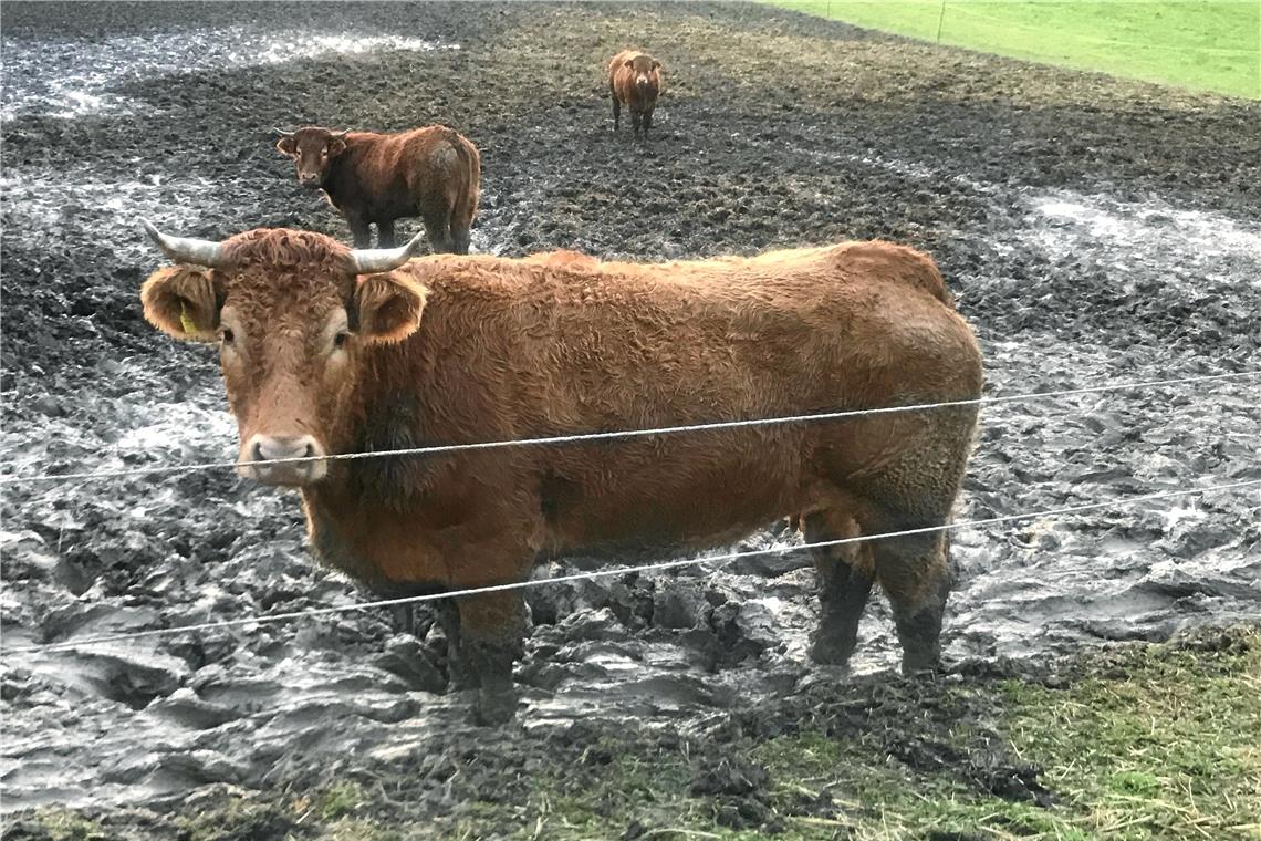 Bürger machen sich Sorgen, weil diese Kühe auf einer Weide in Kirchberg immer wieder im Matsch waten. Die Problematik liegt aber vor allem in einem fehlenden sturmfesten Unterstand. Foto: privat