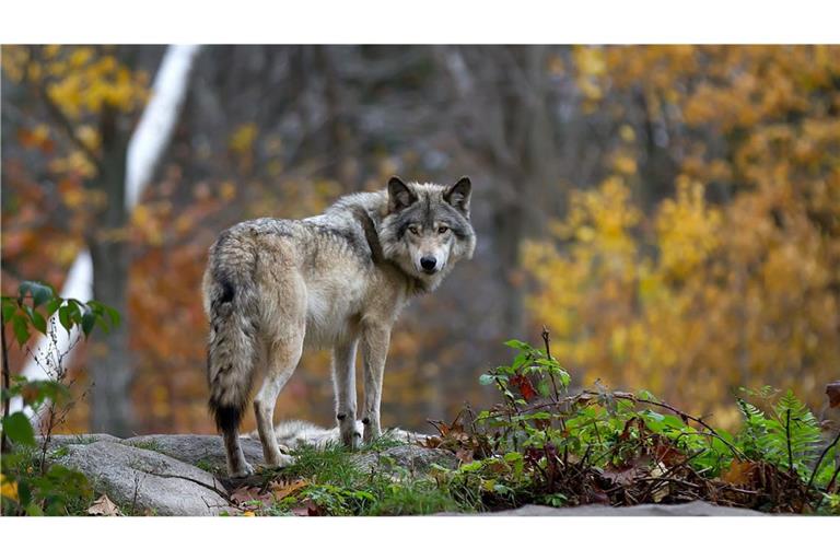 Bund und Länder dringen auf ein besseres Wolfsmanagement. (Symbolbild)