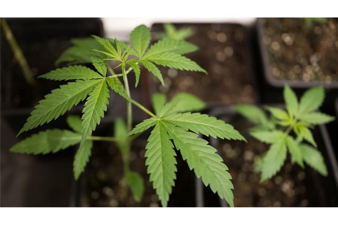 Bundesinnenminister Alexander Dobrindt (CSU) hat das von der Ampel-Koalition beschlossene Cannabisgesetz als "Scheißgesetz" bezeichnet. (Symbolbild)