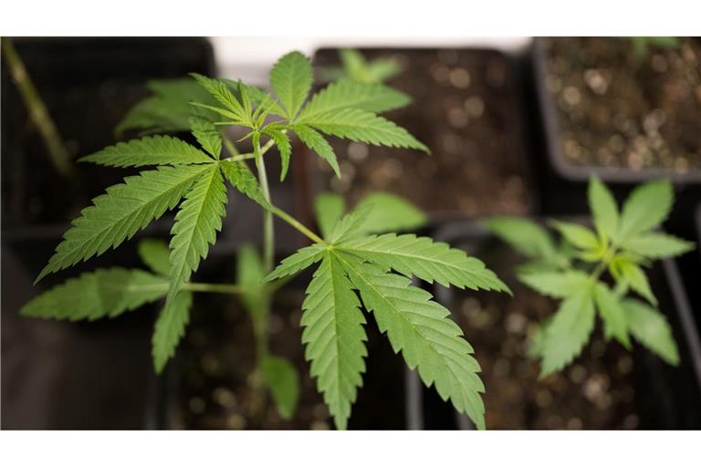 Bundesinnenminister Alexander Dobrindt (CSU) hat das von der Ampel-Koalition beschlossene Cannabisgesetz als "Scheißgesetz" bezeichnet. (Symbolbild)