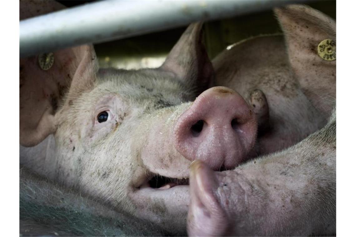 Reformen in Fleischindustrie: Grünen-Forderungen an Klöckner Bundeslandwirtschaftsministerin Julia Klöckner wirbt für eine Tierwohlabgabe und will verstärkt gegen Dumping-Preise beim Fleisch vorgehen. Die Grünen fordern Tempo. Foto: picture alliance / dpa