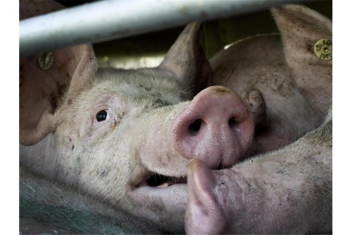 Bundeslandwirtschaftsministerin Julia Klöckner wirbt für eine Tierwohlabgabe und will verstärkt gegen Dumping-Preise beim Fleisch vorgehen. Die Grünen fordern Tempo. Foto: picture alliance / dpa