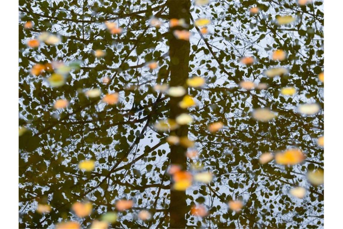 Bunt gefärbte Blätter schwimmen auf dem Wasser eines Sees, während sich Bäume in der Oberfläche spiegeln. Foto: Patrick Pleul/dpa-Zentralbild/dpa/Archivbild