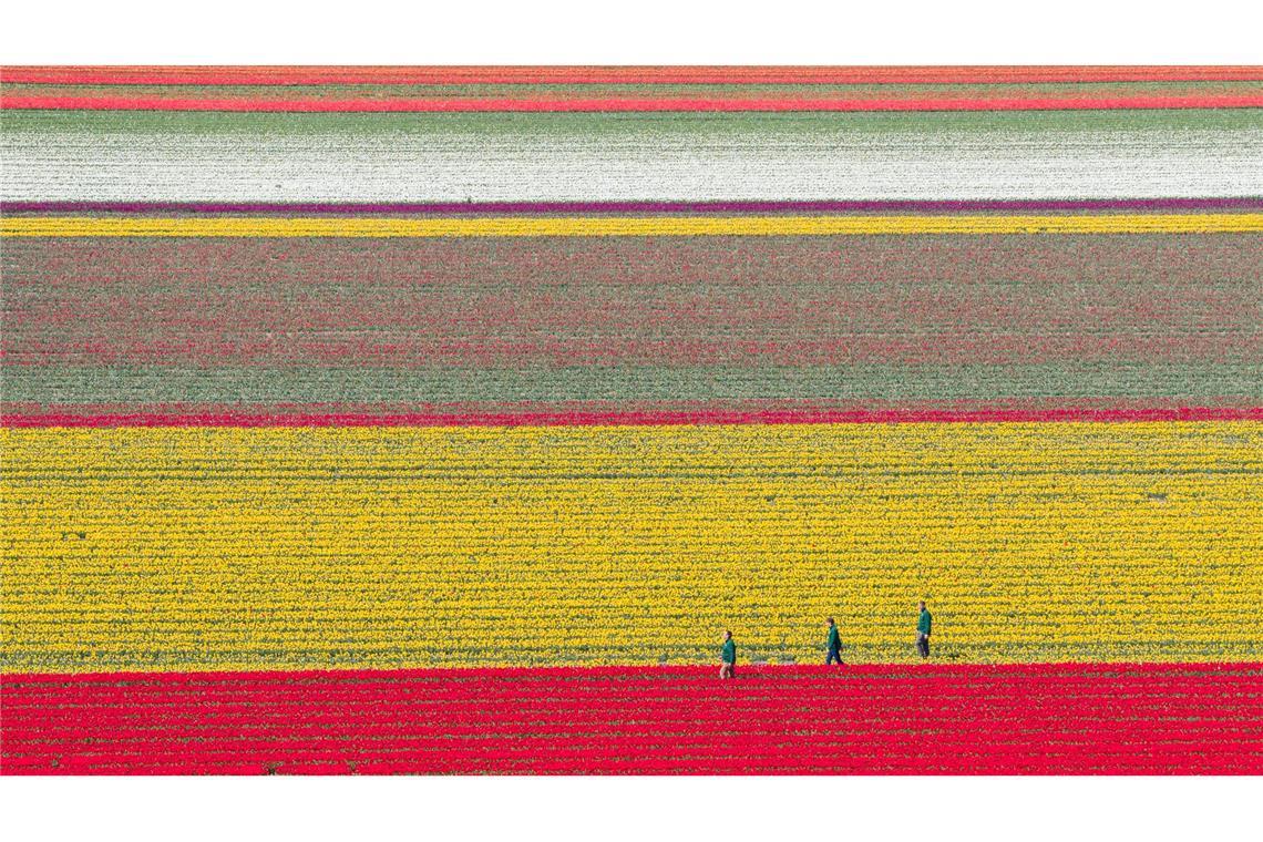 Bunt leuchten Tulpen auf einem Feld im Landkreis Gifhorn.