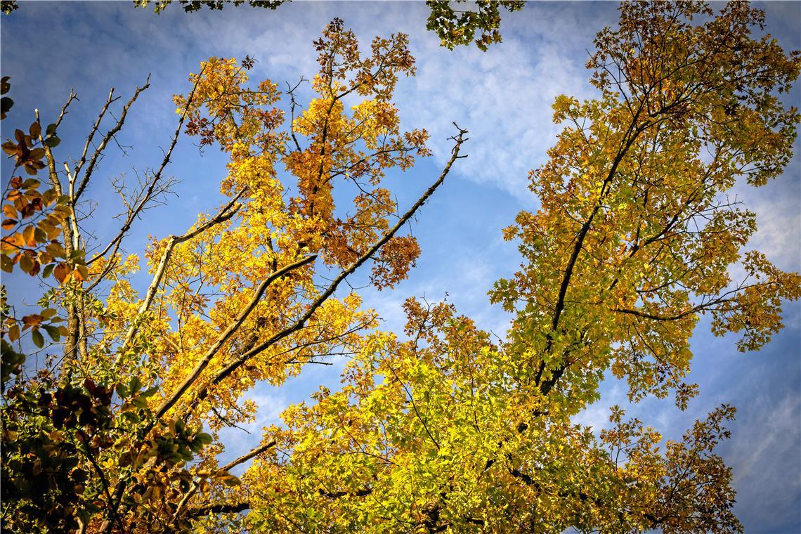 Das Oktoberwetter im Rems-Murr-Kreis Bunte Blätter lassen direkt Herbststimmung in der Region aufkommen. Foto: Alexander Becher
