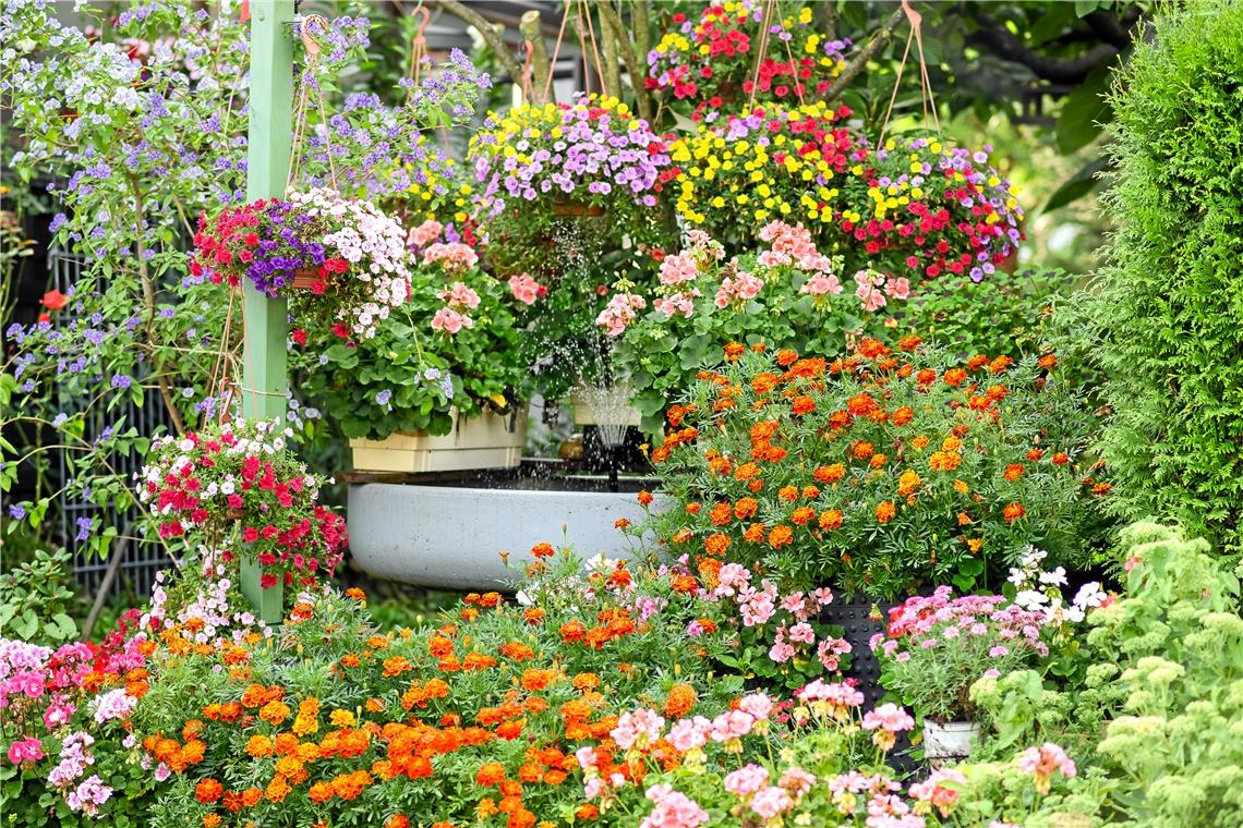 Bunte Blüten, so weit das Auge reicht: Einer der Gewinnergärten vom Blumenschmuckwettbewerb 2019. Foto: S. Haase