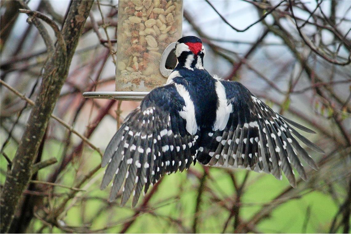 Buntspecht im Anflug