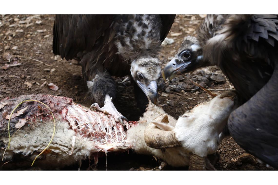 Wenn Geier sterben, sterben auch die Menschen Campanet: Mönchsgeier (Aegypius monachus) und Gänsegeier (Gyps fulvus) fressen einen Schafskadaver.