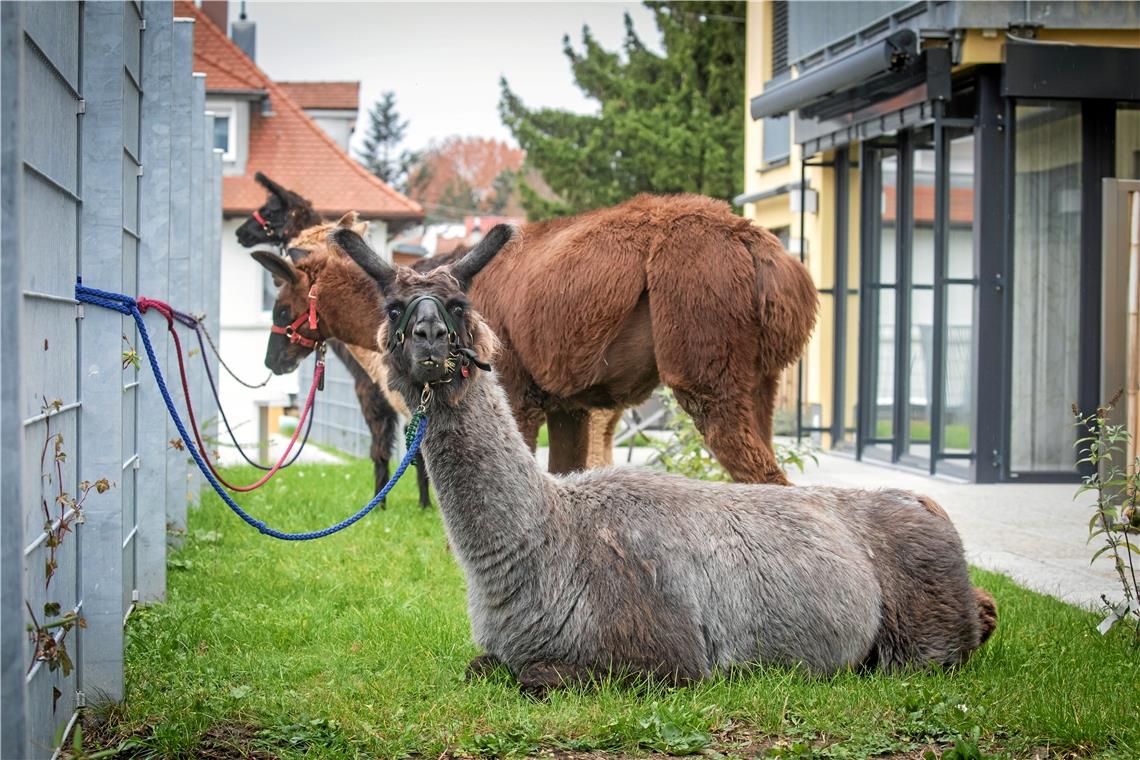 Cañas (vorne) und seine Artgenossen ruhen sich auf der Terrasse des Hospizes aus und genießen das leckere Gras, bevor sie zu den Zimmern der Bewohner geführt werden.